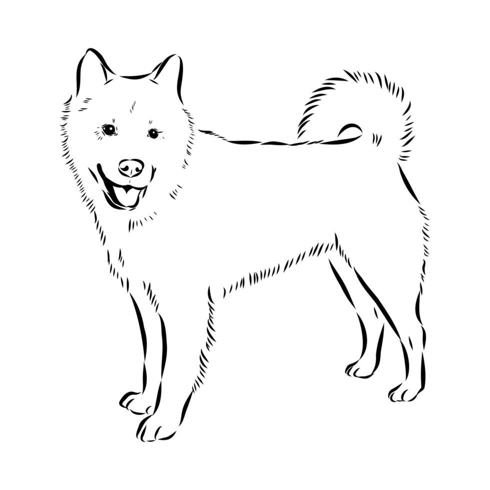 Thai bangkaew dog handmade drawing vector