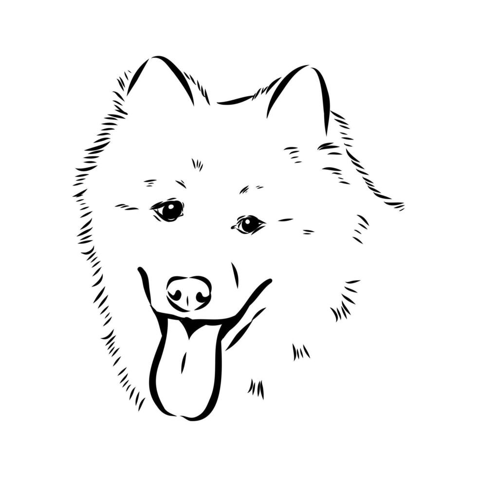 thai bangkaew dog vector