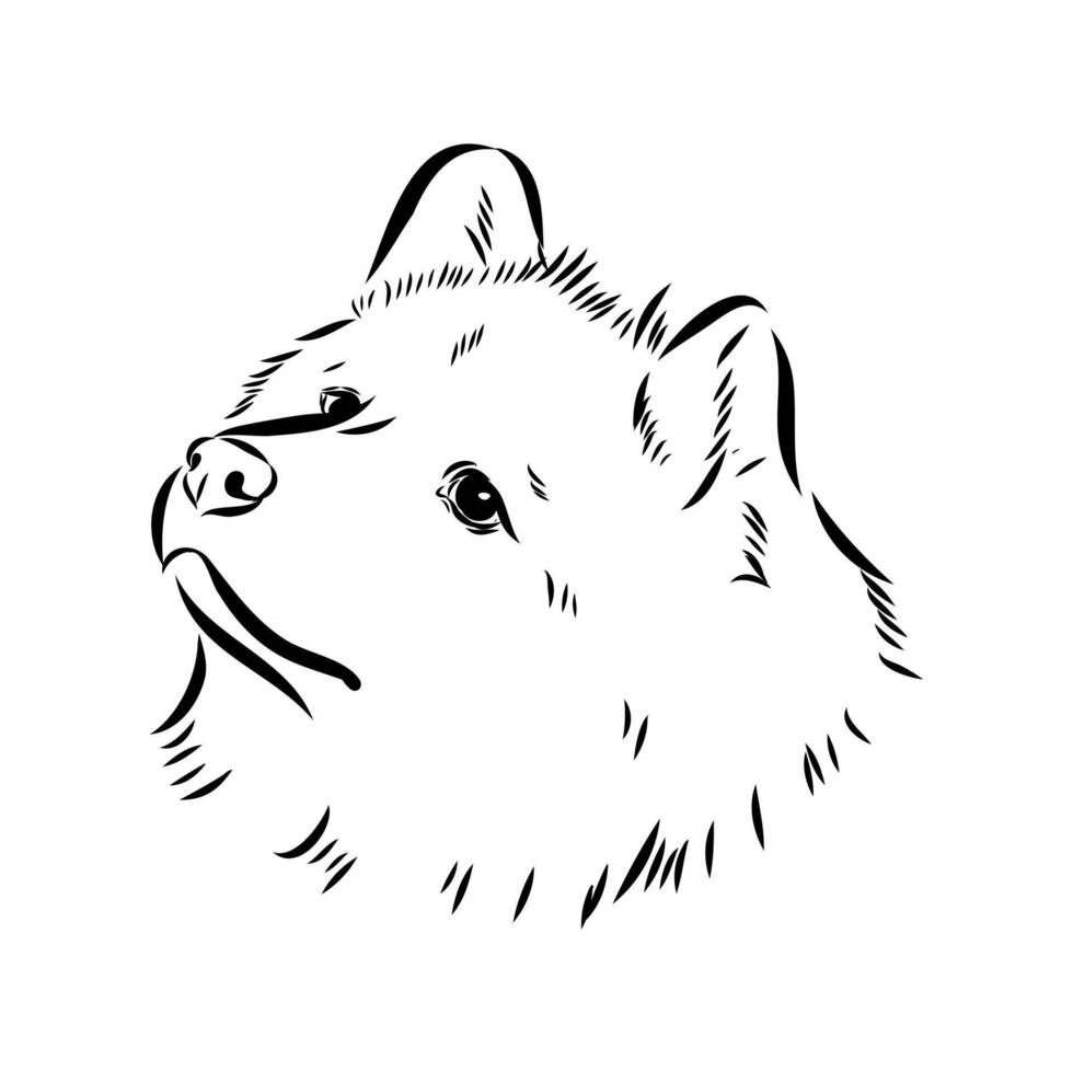 Thai bangkaew dog head black and white drawing vector