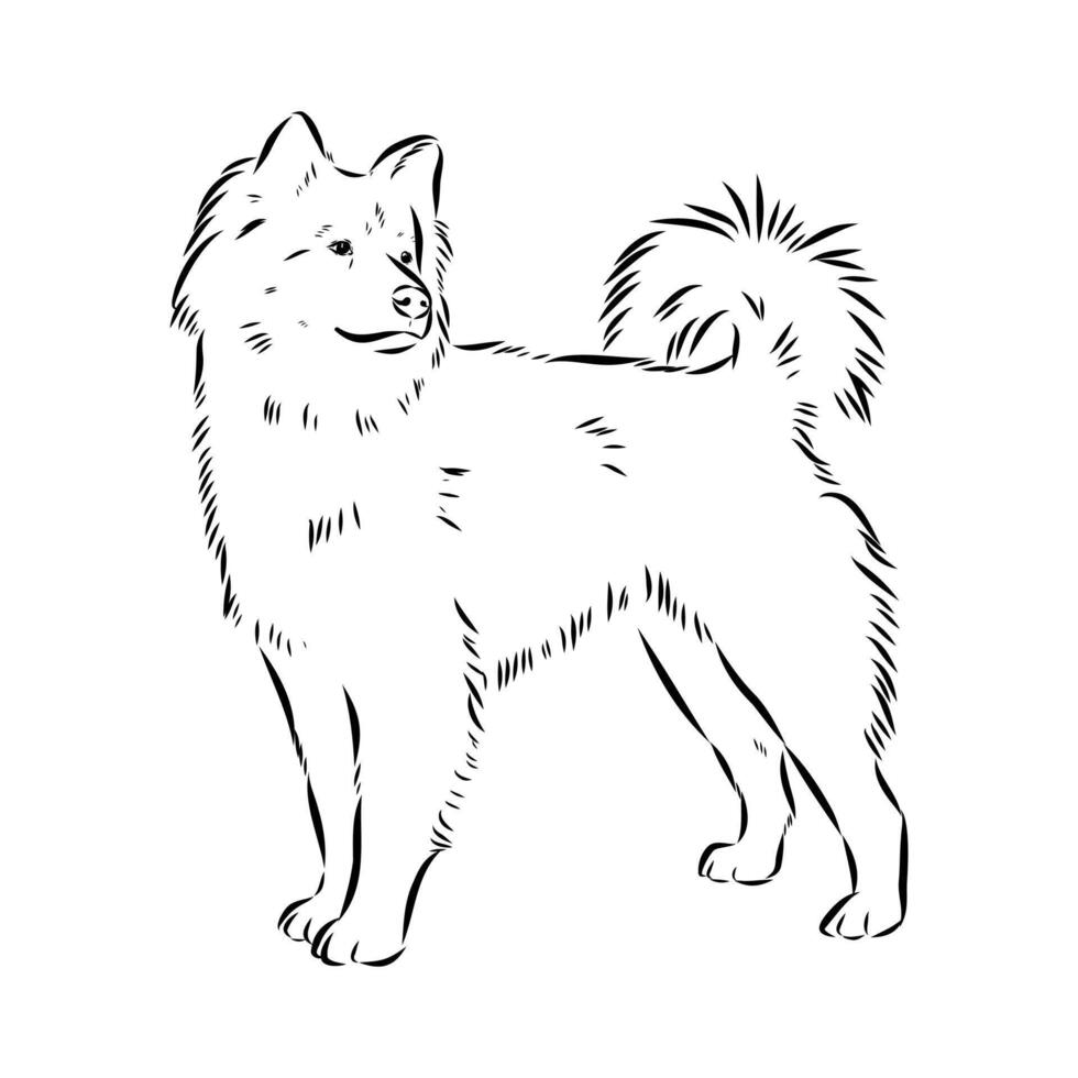Thai bangkaew dog black and white sketch vector