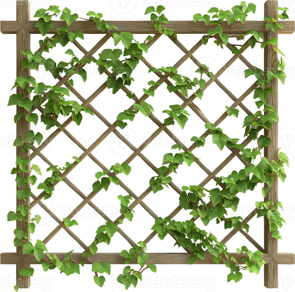 A wooden lattice with ivy growing on it png