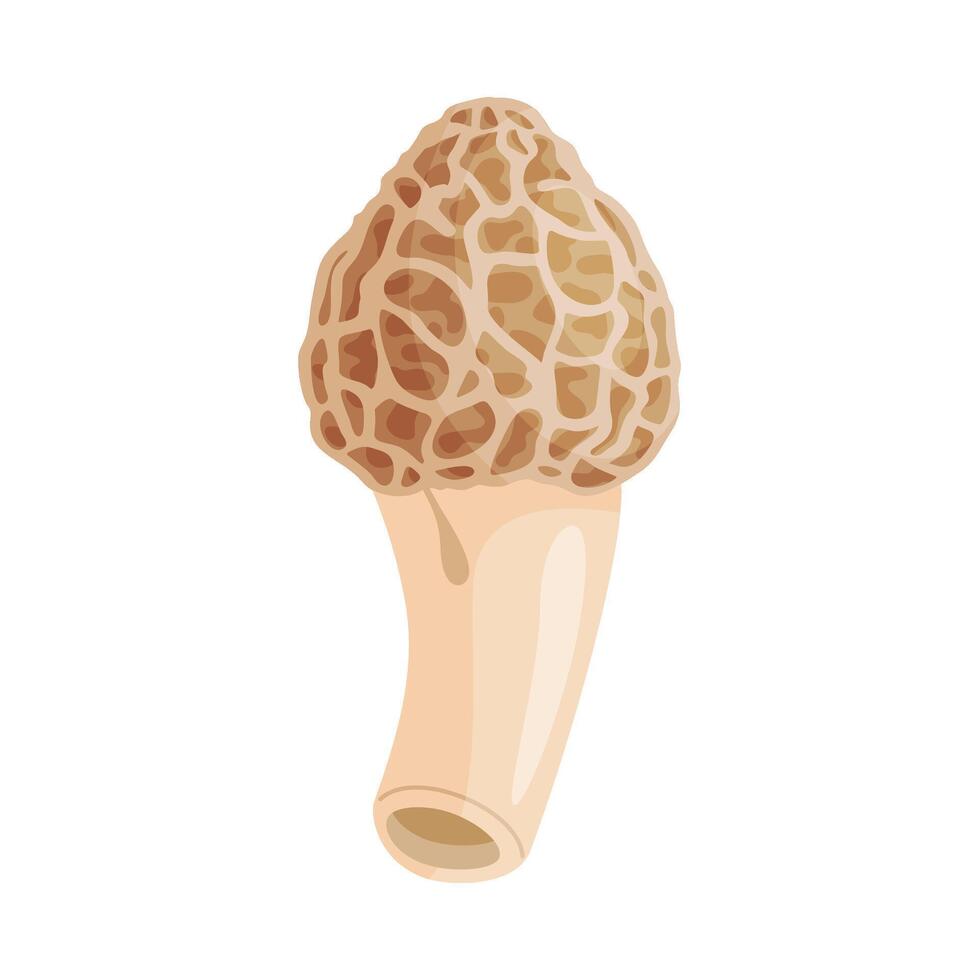 Morel mushroom. Edible forest mushroom icon. Hand drawn trendy flat style isolated icon on a transparent background Morchella dunensis fungus illustration vector