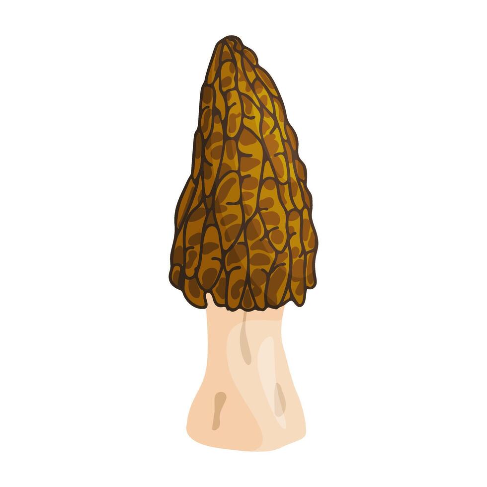 Morel mushroom. Edible forest mushroom icon. Hand drawn trendy flat style isolated icon on a transparent background Morchella australiana fungus group engraved. illustration vector