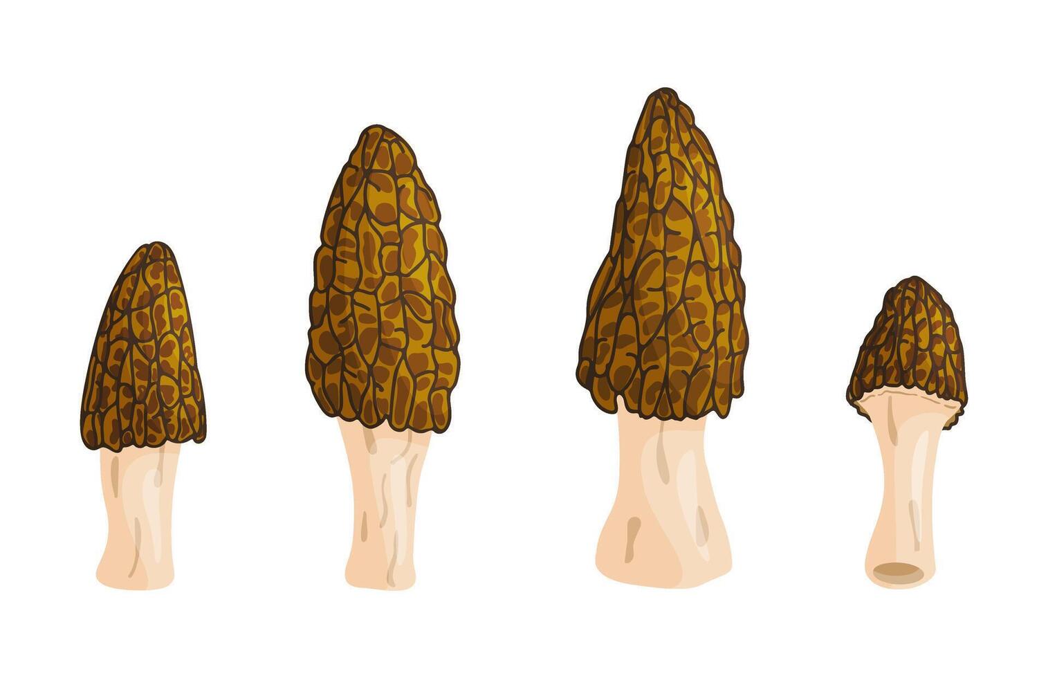 Morel mushrooms set. Edible forest mushroom icon. flat style isolated icon on a transparent background Morchella australiana fungus group engraved illustration vector