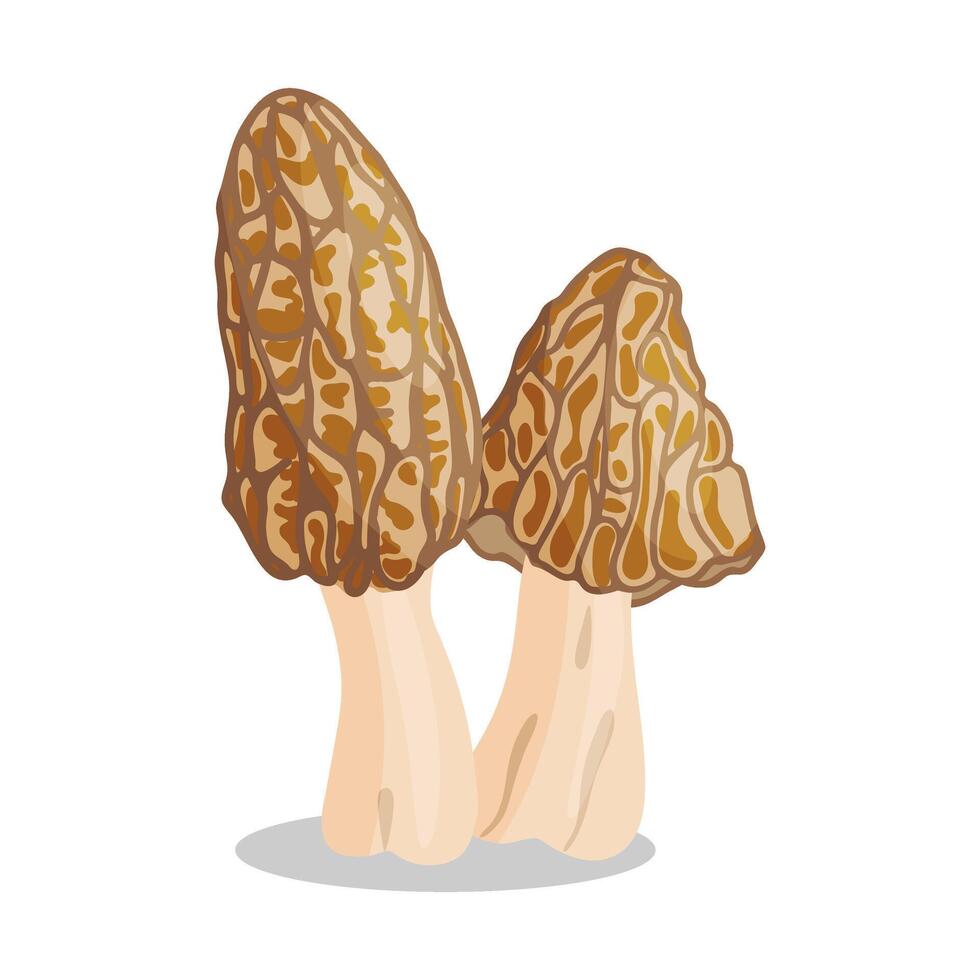 Morel mushrooms set. Edible forest mushroom icon. Hand drawn flat style isolated icon on a transparent background Morchella esculenta fungus group illustration vector