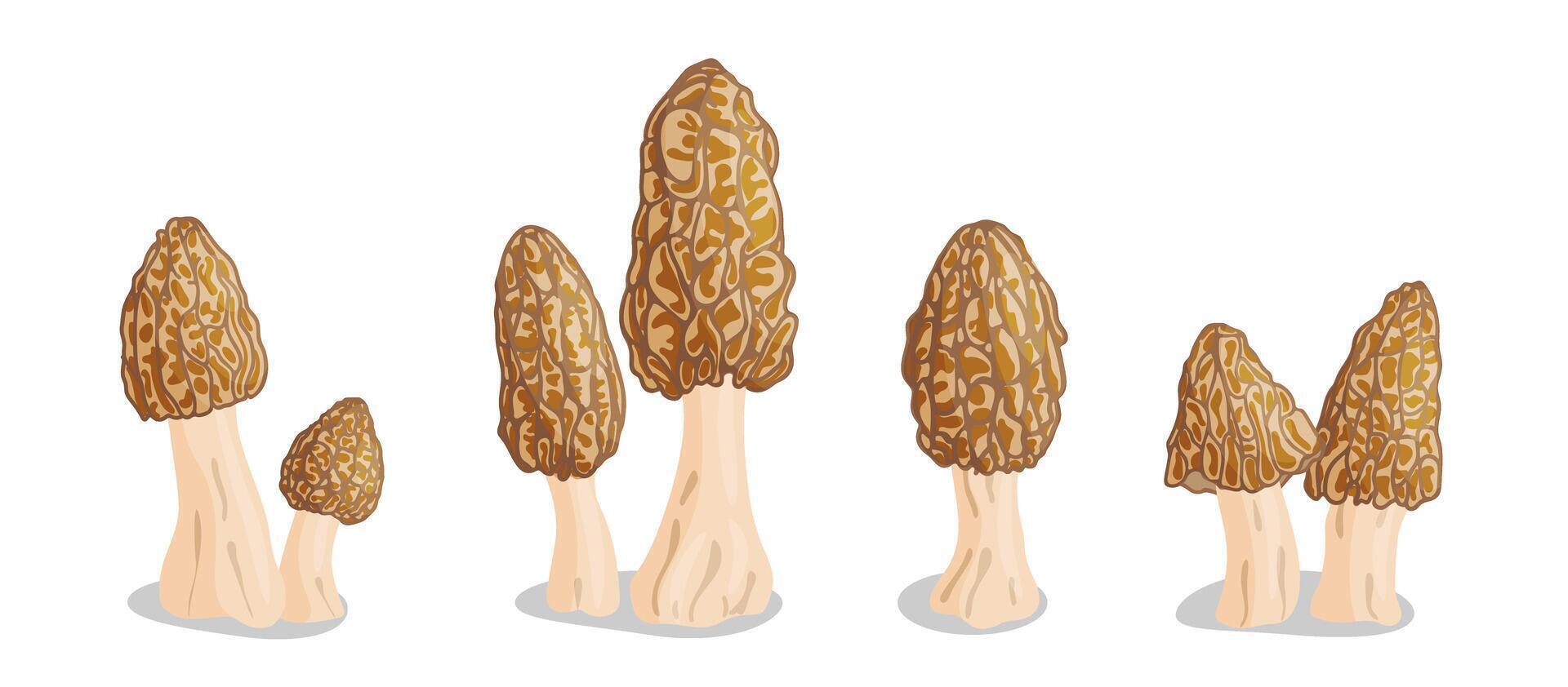 Morel mushrooms big set. Edible forest mushroom icon. Hand drawn flat style isolated icon on a transparent background Morchella esculenta fungus group engraved illustration vector