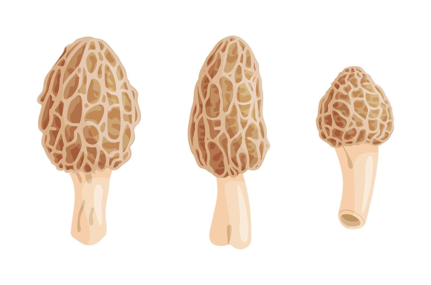 Morel mushrooms set. Edible forest mushroom icon. Hand drawn trendy flat style isolated icon. Morchella dunensis fungus group engraved illustration vector