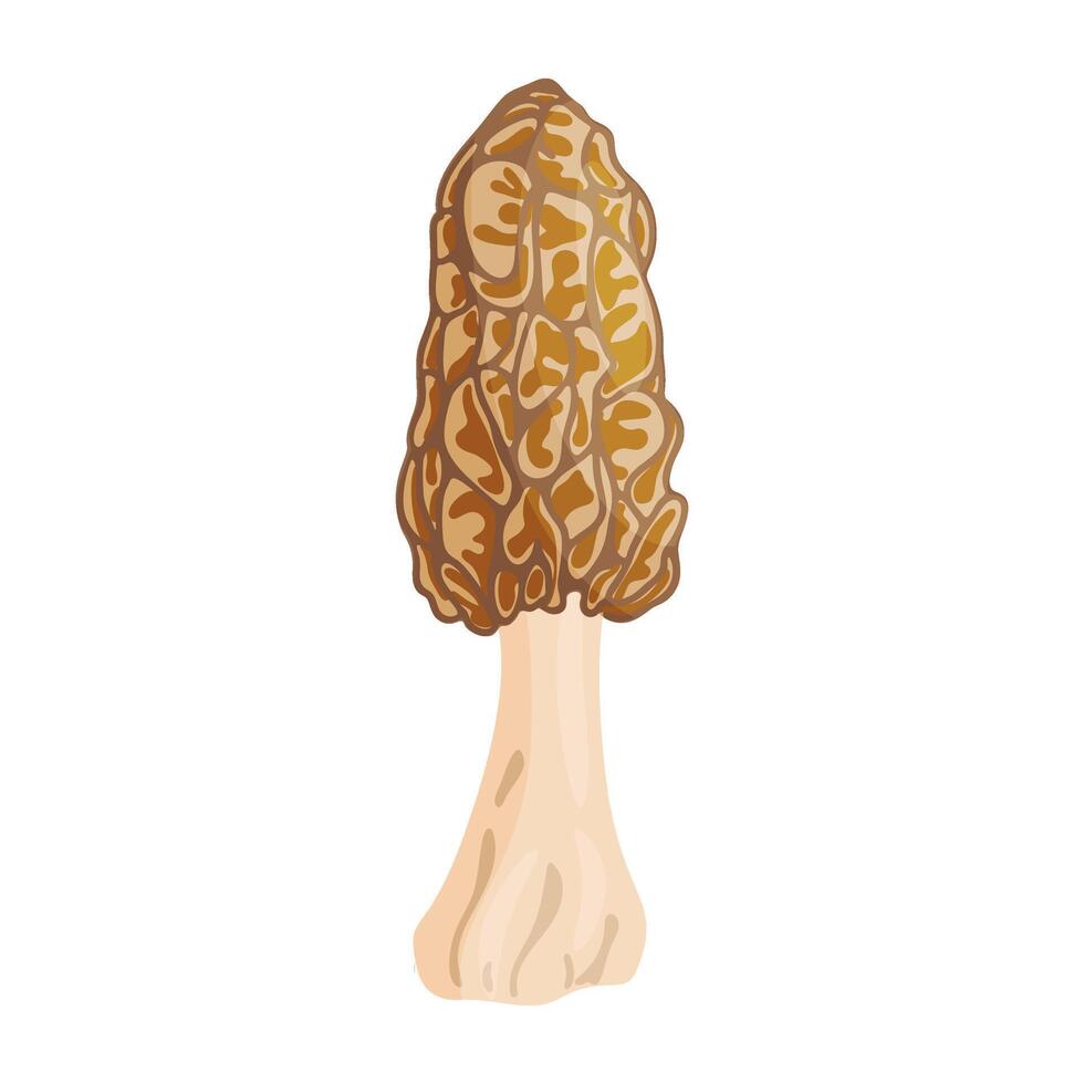 Morel mushroom. Edible forest mushroom icon. Hand drawn trendy flat style isolated icon on a transparent background Morchella fluvialis fungus group illustration vector