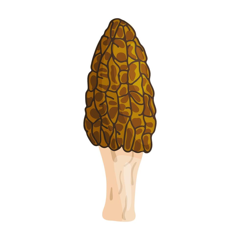 Morel mushroom. Edible forest mushroom icon. Hand drawn trendy flat style isolated icon on a transparent background Morchella australiana fungus group vector