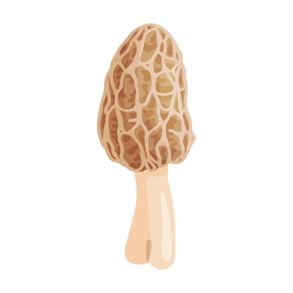 Morel mushroom. Edible forest mushroom icon. Hand drawn trendy flat style isolated icon on a transparent background Morchella dunensis fungus group engraved. illustration vector