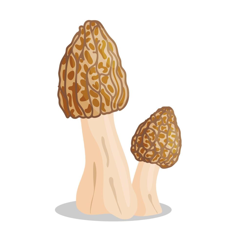 Morel mushrooms set. Edible forest mushroom icon. Hand drawn flat style isolated icon. Morchella esculenta fungus group illustration vector