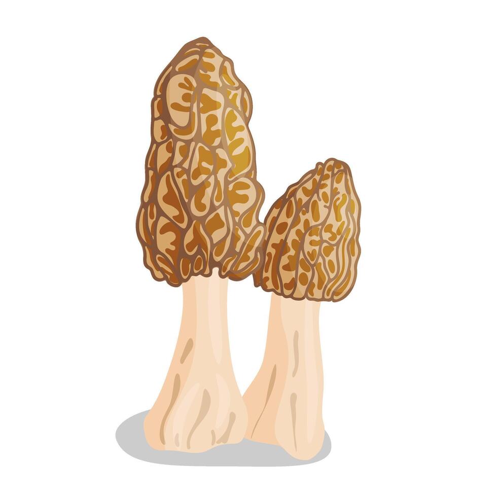 Two Morel mushrooms. Edible forest mushroom icon. Hand drawn trendy flat style isolated icon. Morchella esculenta fungus group engraved. illustration vector