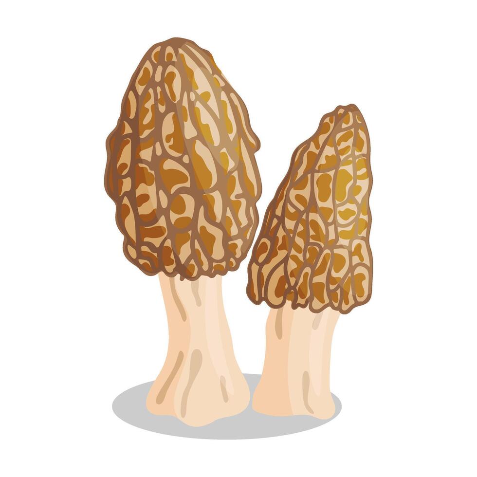 Morel mushrooms set. Edible forest mushroom icon. Hand drawn trendy flat style isolated icon on a transparent background Morchella esculenta fungus illustration vector