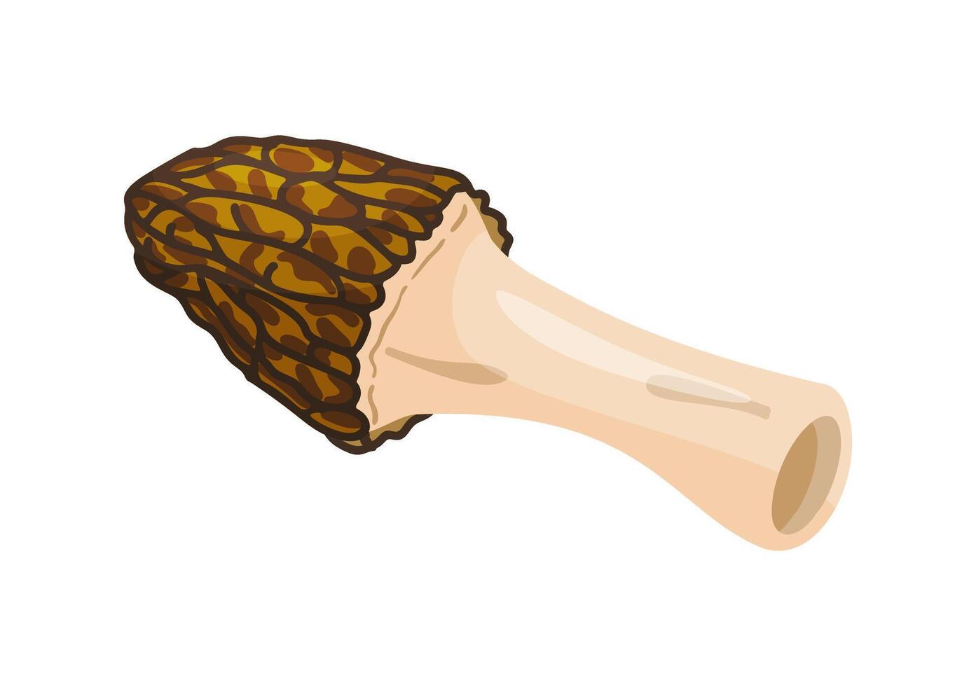 Morel mushroom. Edible forest mushroom icon trendy flat style isolated icon on a transparent background Morchella australiana fungus illustration vector