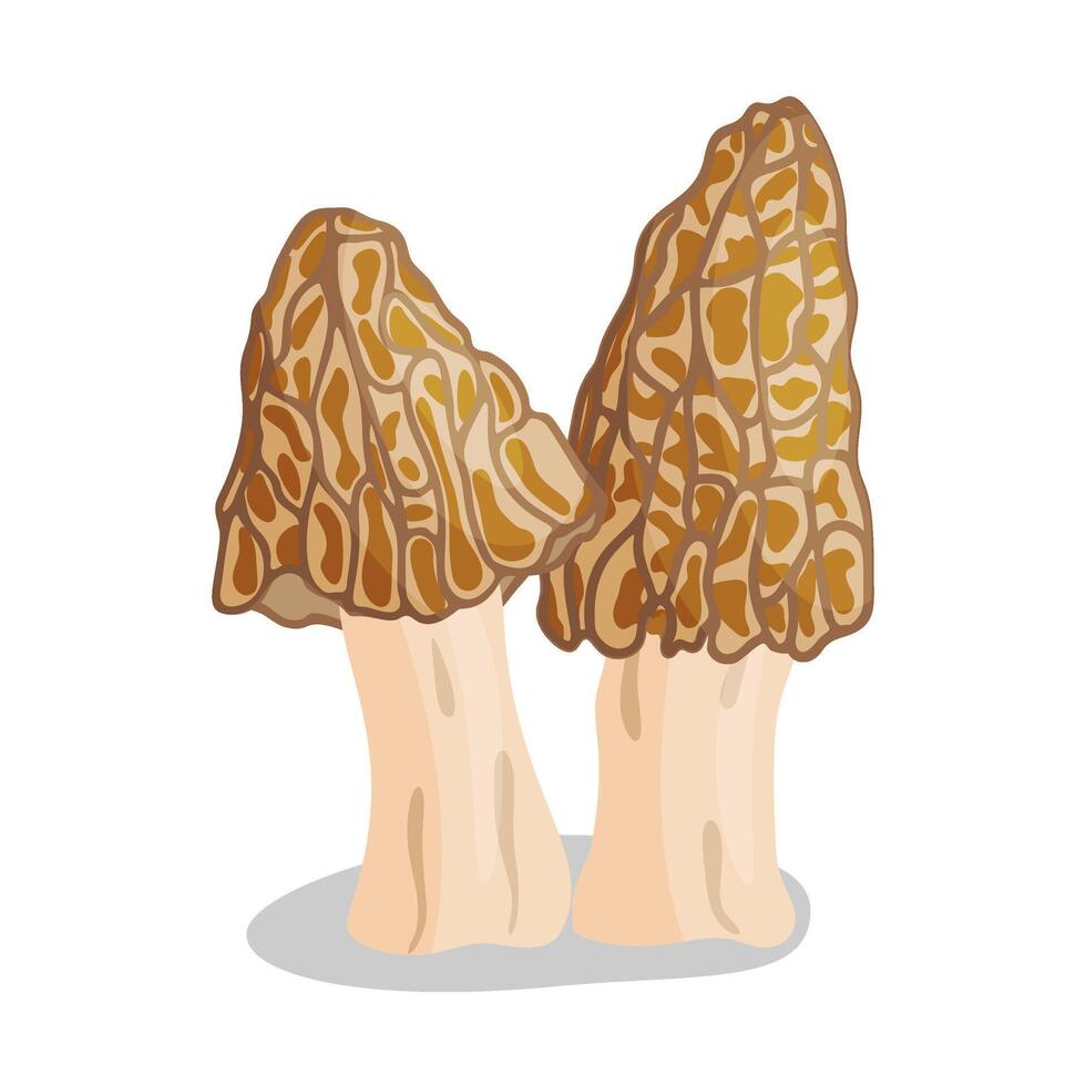 Two Morel mushrooms set. Edible forest mushroom icon. trendy flat style isolated icon on a transparent background Morchella esculenta fungus group engraved. illustration vector