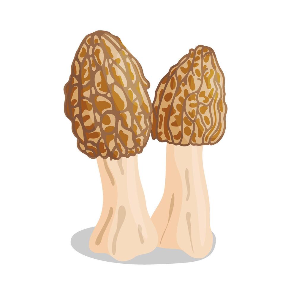 Two Morel mushrooms set. Edible forest mushroom icon. Hand drawn trendy flat style isolated icon on a transparent background Morchella esculenta fungus group engraved. illustration vector