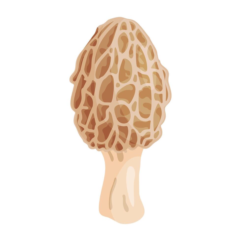 Morel mushroom. Edible forest mushroom icon. Hand drawn flat style isolated icon. Morchella dunensis fungus group engraved vector
