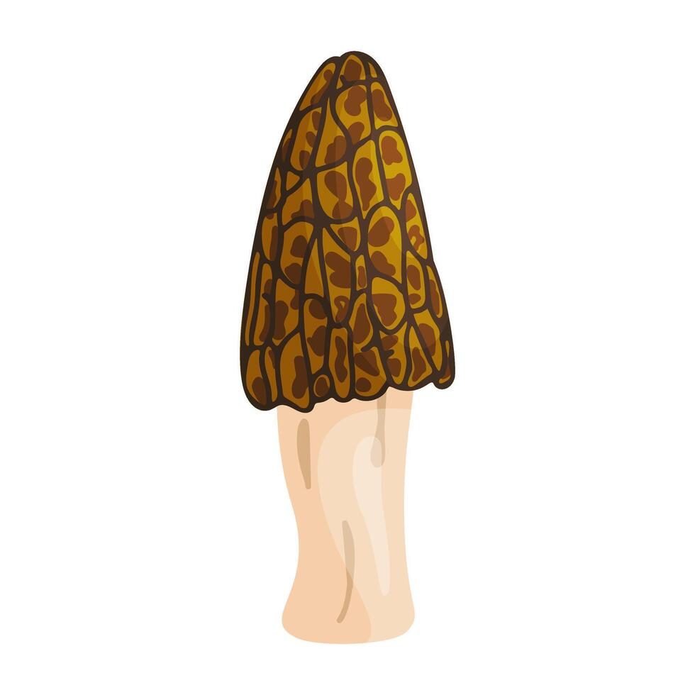 Morel mushroom. Edible forest mushroom icon. Hand drawn flat style isolated icon on a transparent background Morchella australiana fungus group engraved illustration vector