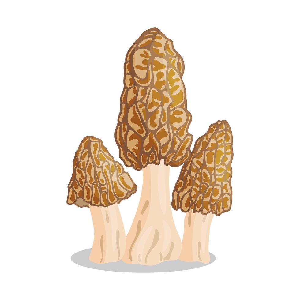 Morel mushrooms set. Edible forest mushroom icon. Hand drawn trendy flat style isolated icon on a transparent background Morchella esculenta fungus group engraved illustration vector