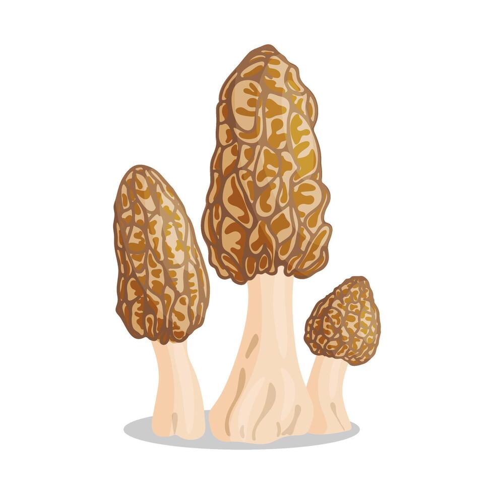 Three Morel mushrooms set. Edible forest mushroom icon. Hand drawn trendy flat style isolated icon on a transparent background Morchella esculenta fungus group engraved. illustration vector