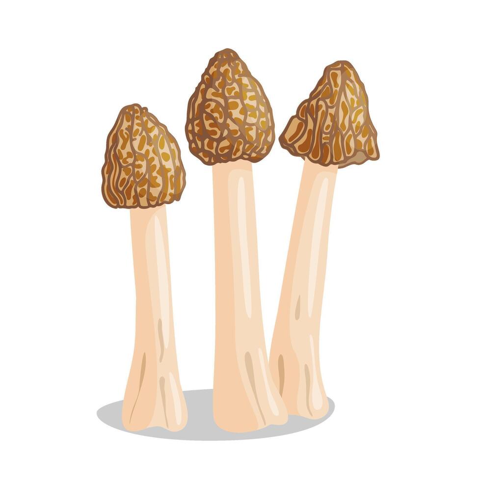 Morel mushrooms set. Edible forest mushroom Verpa bohemica icon. Hand drawn trendy flat style isolated icon on a transparent background Morchella bohemica fungus group engraved. illustration vector
