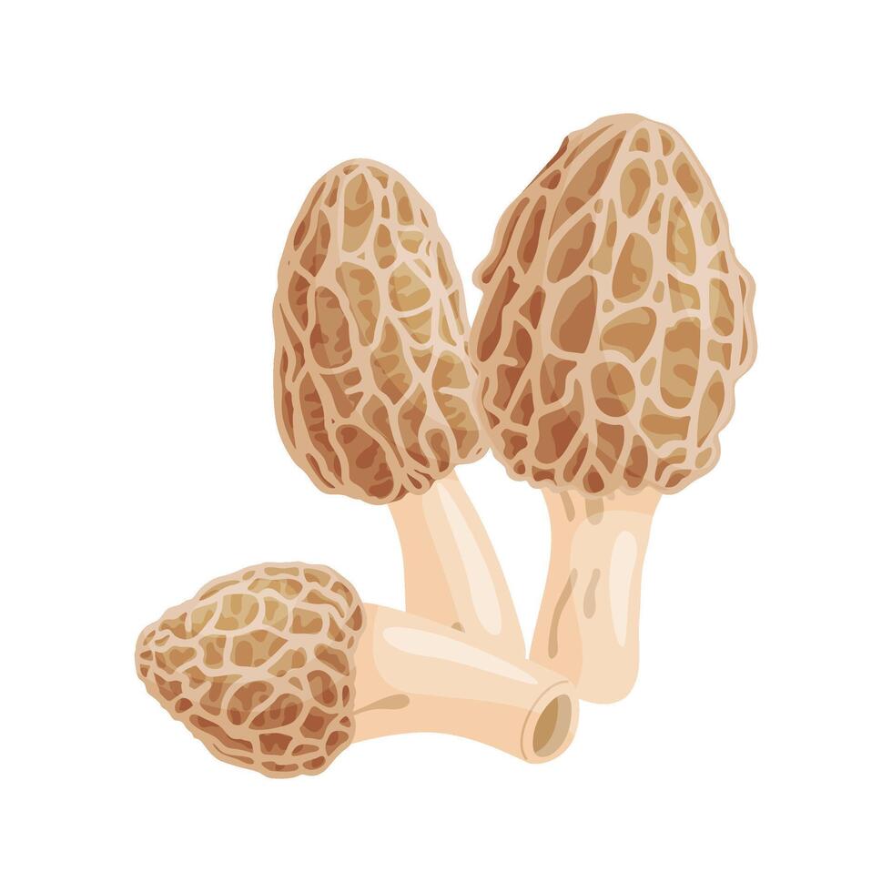Morel mushrooms set. Edible forest mushroom icon. Hand drawn trendy flat style isolated icon on a transparent background Morchella dunensis fungus illustration vector