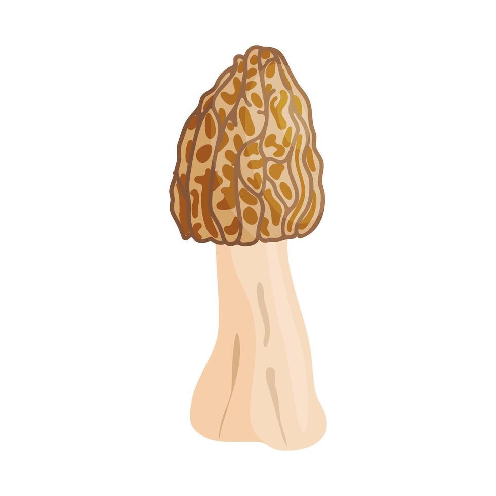 Morel mushroom. Edible forest mushroom icon. Hand drawn trendy flat style isolated icon on a transparent background Morchella fluvialis fungus group engraved. illustration vector