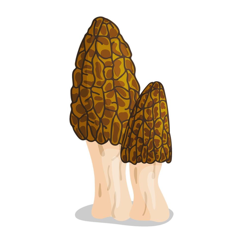 Morel mushrooms set. Edible forest mushroom icon. Hand drawn trendy flat style isolated icon on a transparent background Morchella australiana fungus group engraved vector