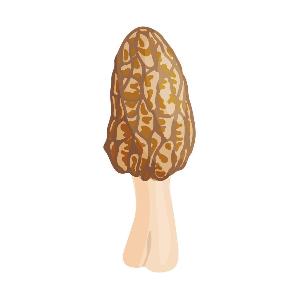 Morel mushroom. Edible forest mushroom. Hand drawn trendy flat style isolated icon on a transparent background Morchella fluvialis fungus group engraved icon vector