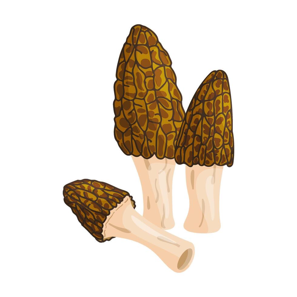 Morel mushrooms set. Edible forest mushroom icon. Hand drawn trendy flat style isolated icon on a transparent background Morchella australiana fungus group engraved. illustration vector