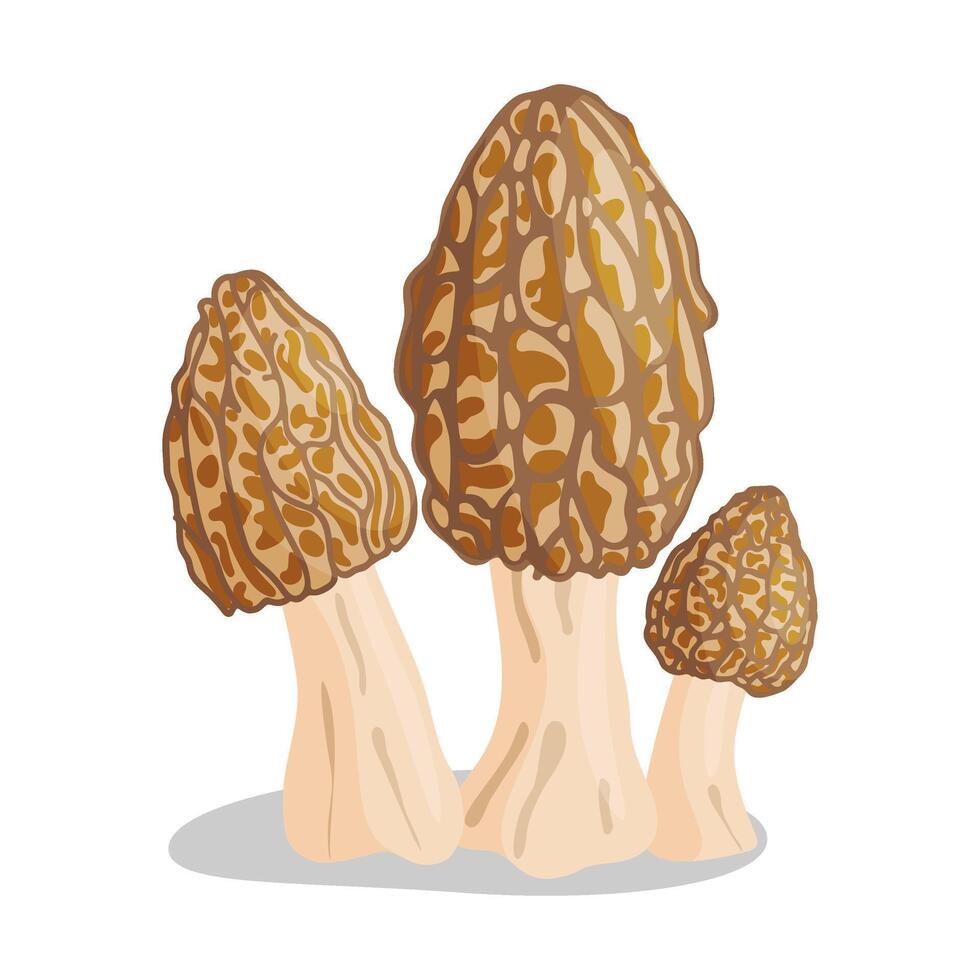 Three Morel mushrooms. Edible forest mushroom icon. Hand drawn trendy flat style isolated icon on a transparent background Morchella esculenta fungus group engraved. illustration vector