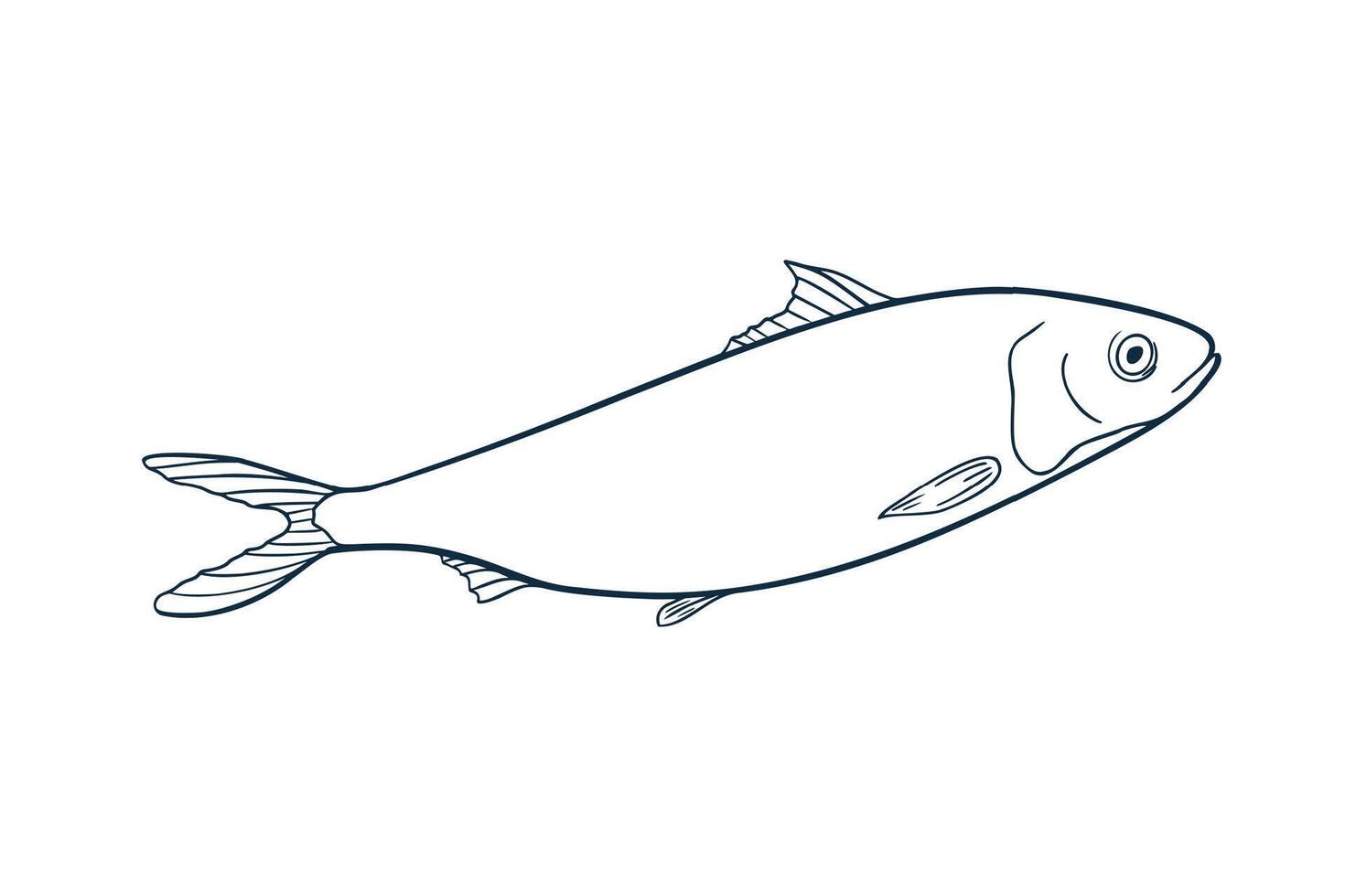 Herring monochrome black white illustration. Atlantic fish Shad outline sketch hand drawn. Sardine, smelt sea fish painted ink linear art. Design element for package, label, sign board. vector