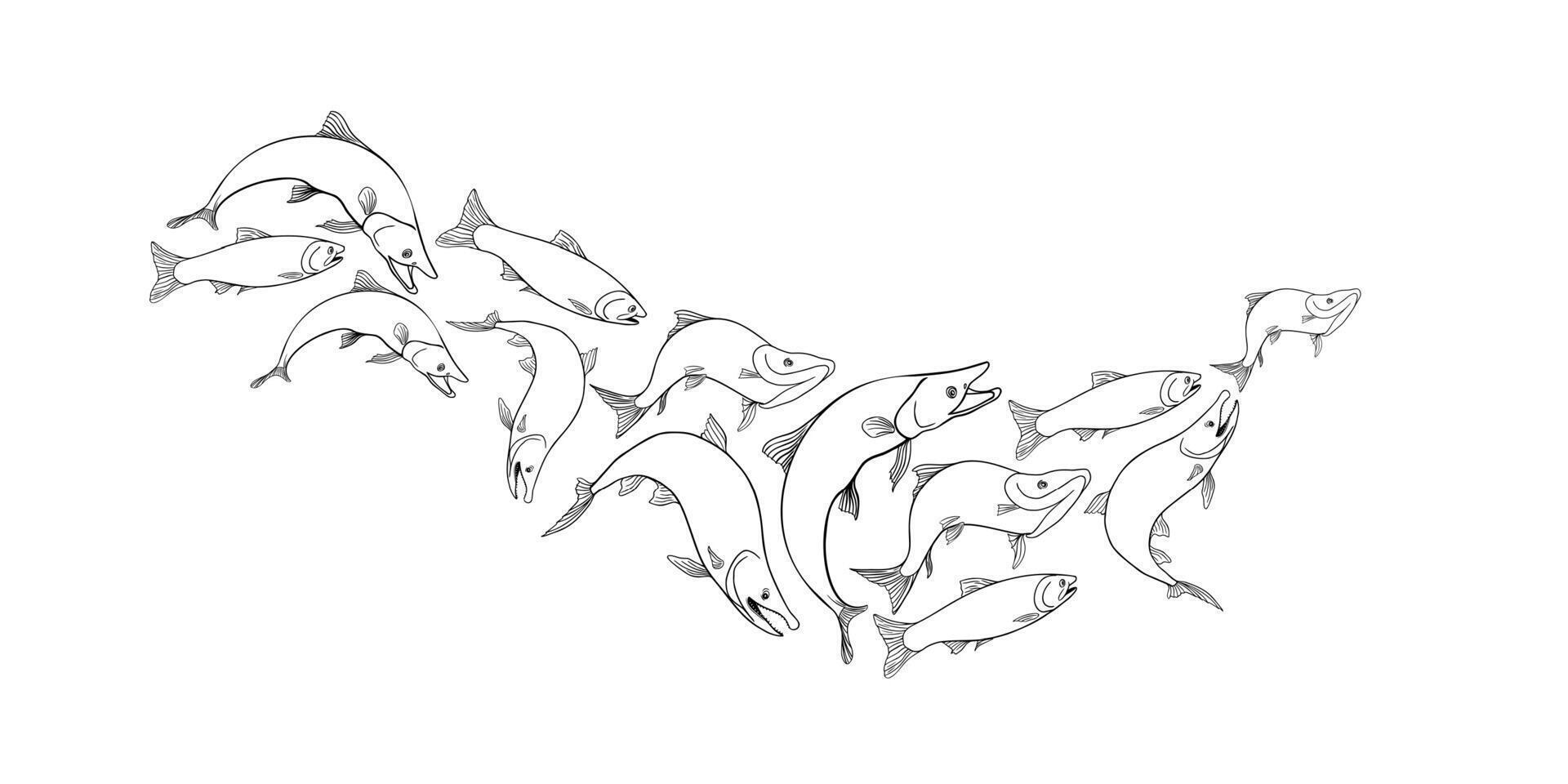 School of fish salmon black white illustration. Shoal trout silhouette hand drawn. Nerka sea fish painted linear. Sockeye drawing in monochrome. Design element for package, label, sign board. vector