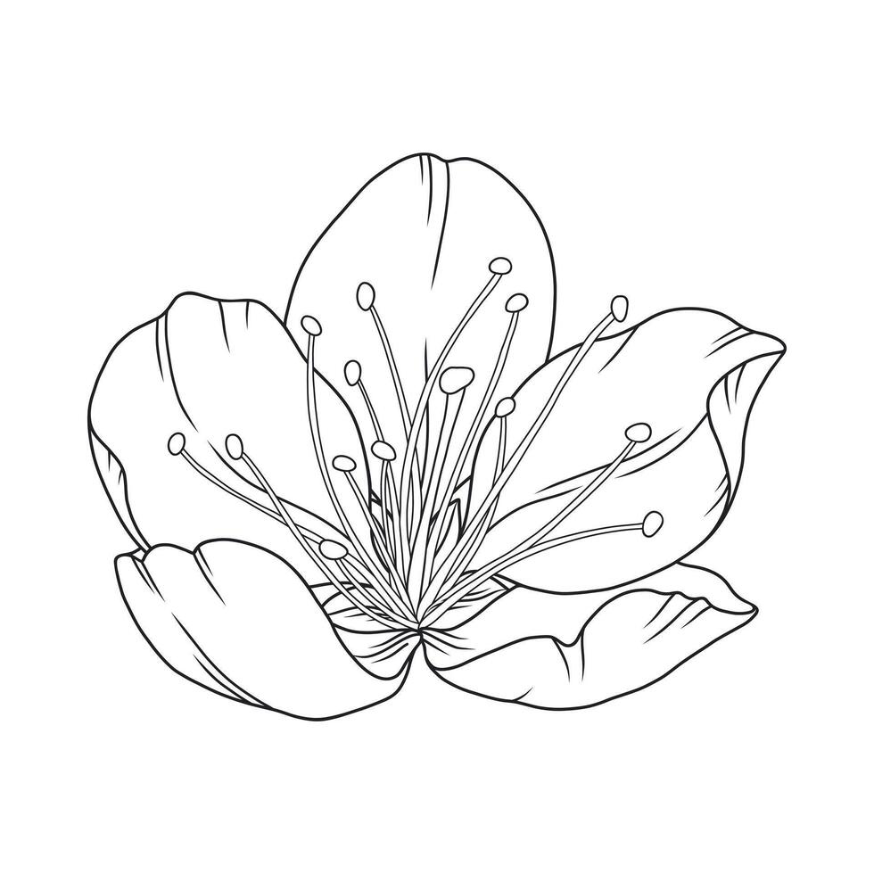 Beautiful apricot flower, graceful thin line. Japanese sakura blossom. Hand drawn cherry or plum bloom sketch, outlines vector