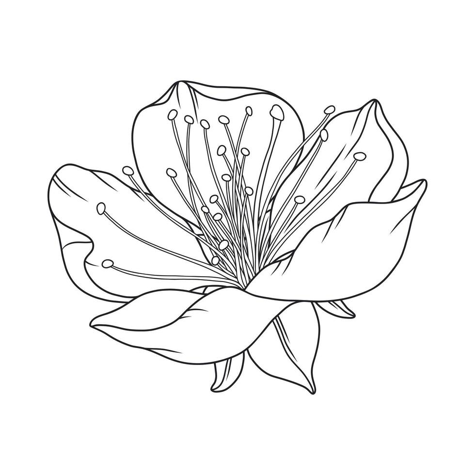 Beautiful apricot flower, graceful thin line. Japanese sakura blossom. Hand drawn cherry, plum or peach bloom sketch, outline. vector