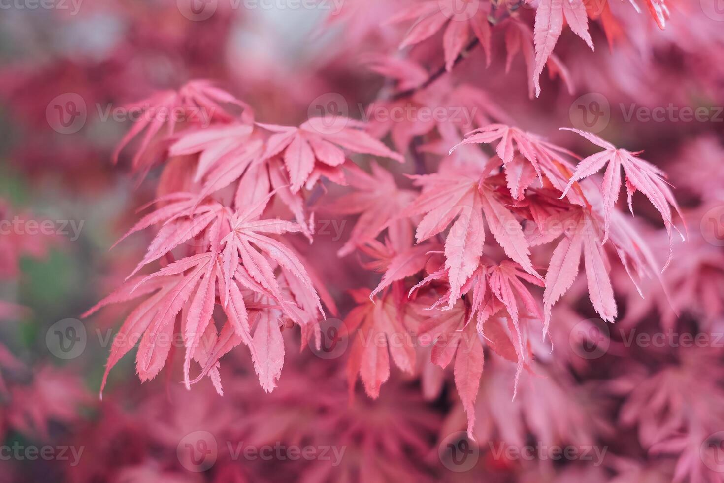 A close up of a pink leafy tree with a pinkish hue photo