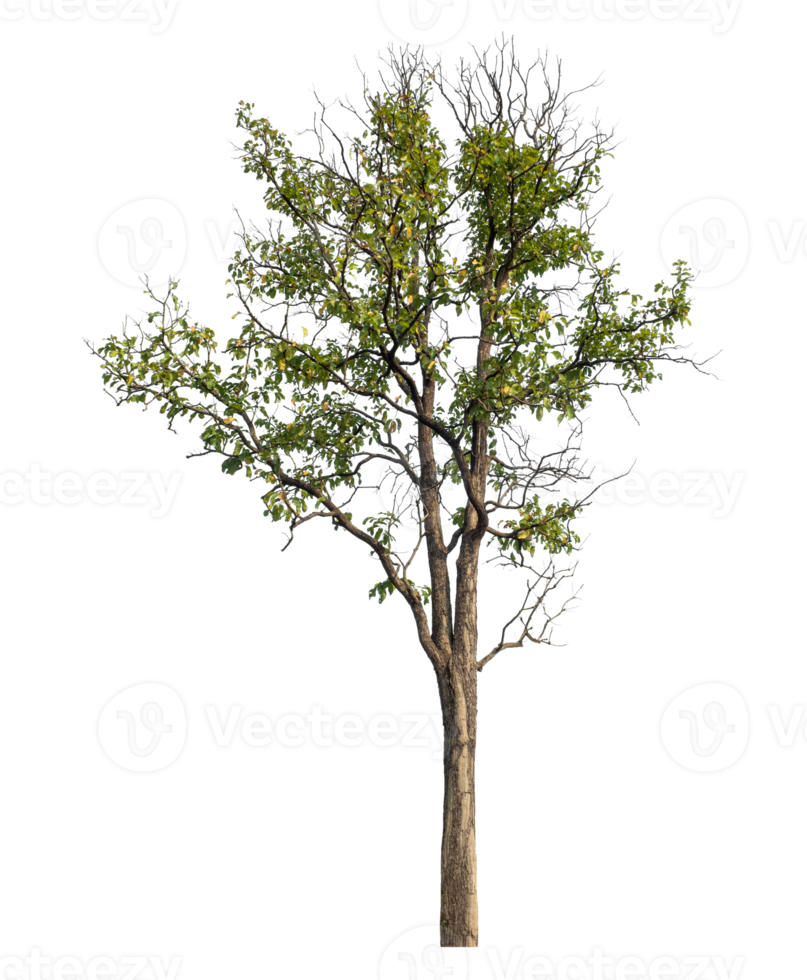 Tree Isolated on transparent Background, tropical trees , high resolution. png
