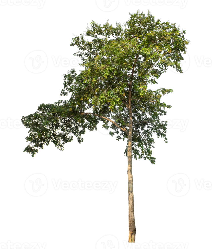 Tree Isolated on transparent Background, tropical trees isolated , high resolution. png