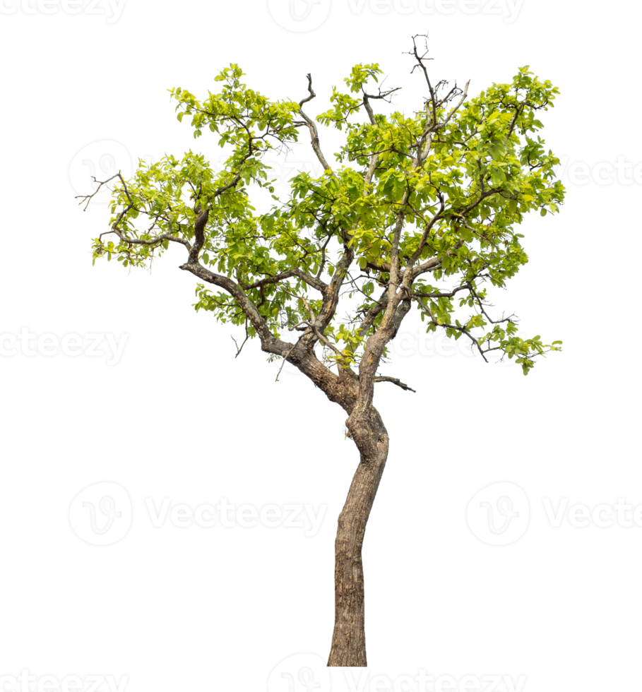 Isolated single tree on transparent picture background, high resolution. png