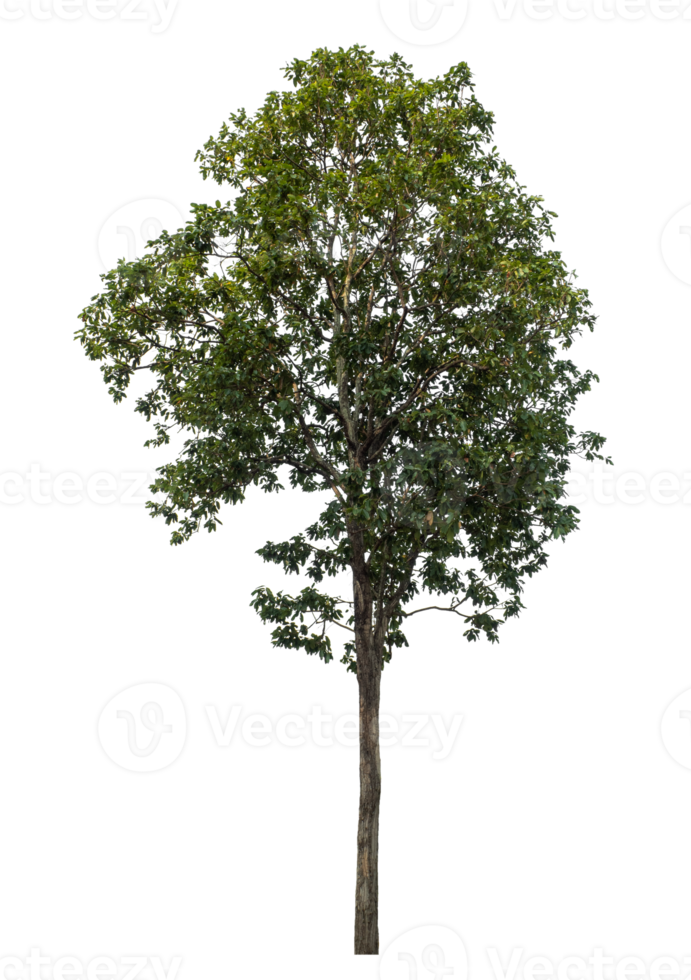 Tree Isolated on transparent Background, tropical trees, high resolution. isolated used for design png