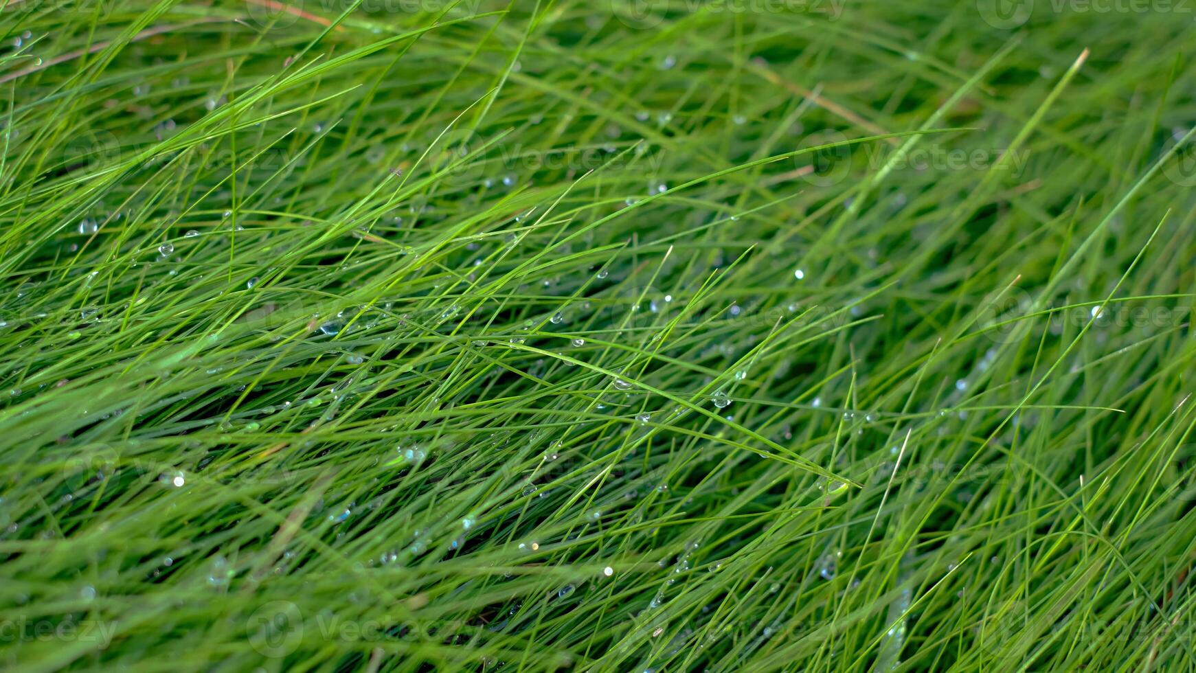 The grass is wet and green, with droplets of water on the blades. The grass is lush and vibrant, with a fresh, dewy appearance. photo