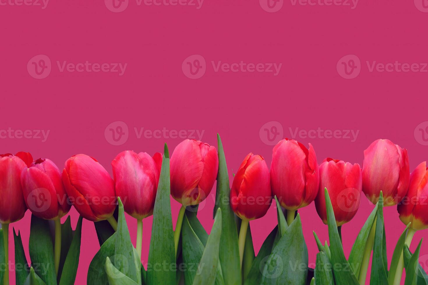 Flowers composition. Red tulip flowers isolated on color red backgroud. photo