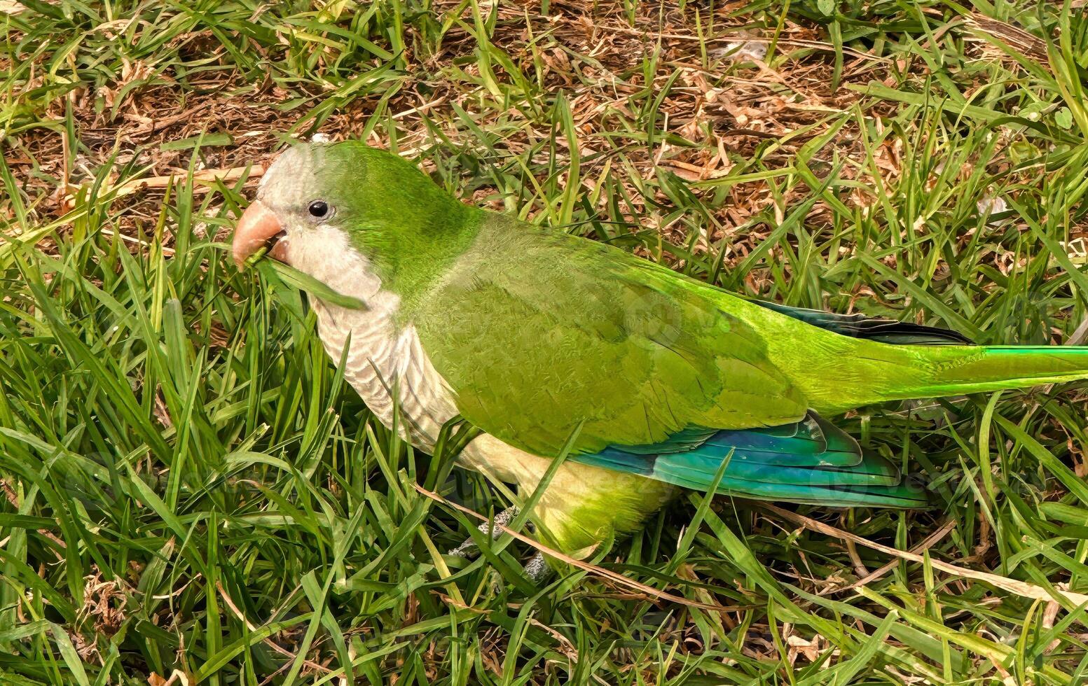 A green parrot is sitting in the grass. photo