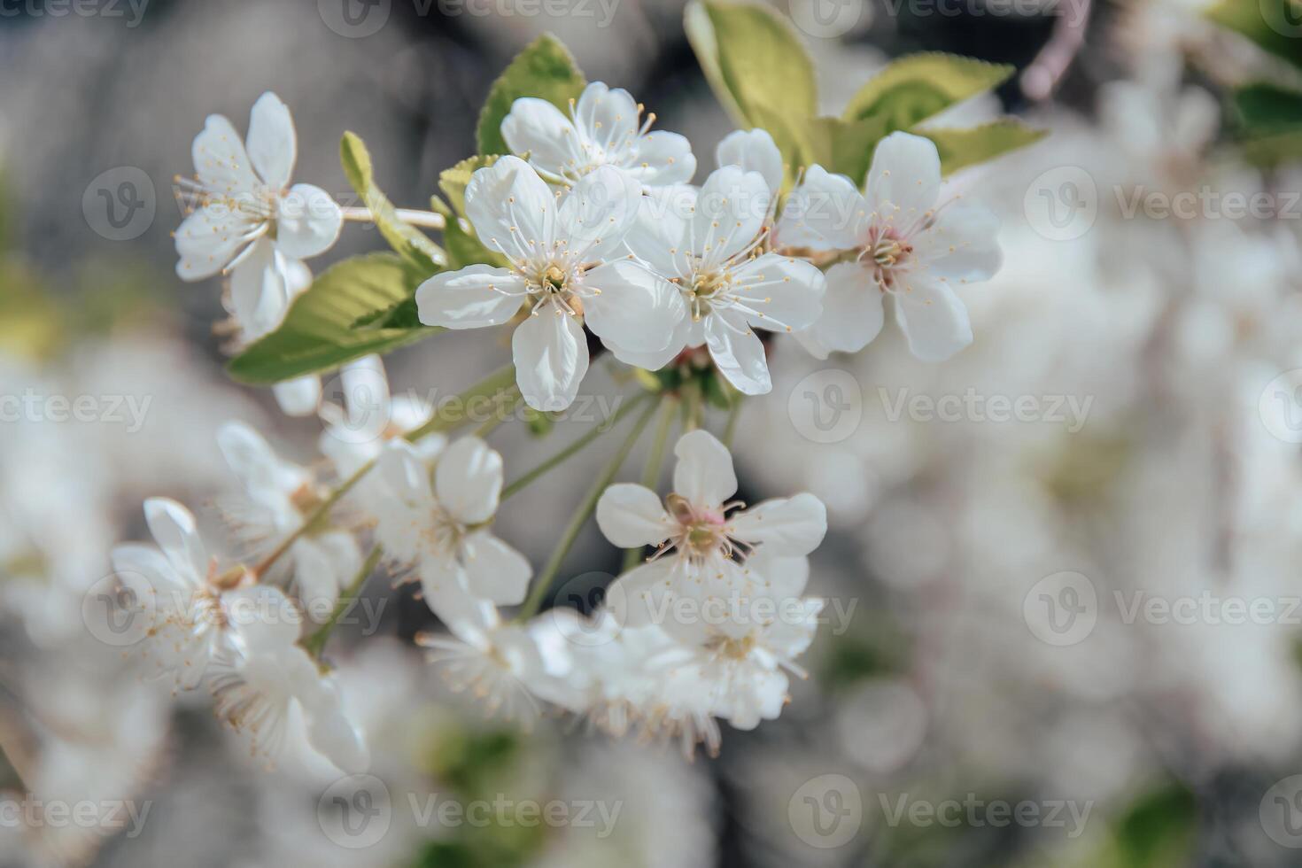 A branch of blooming white cherry close-up. Closeup. Floral background for your design. photo