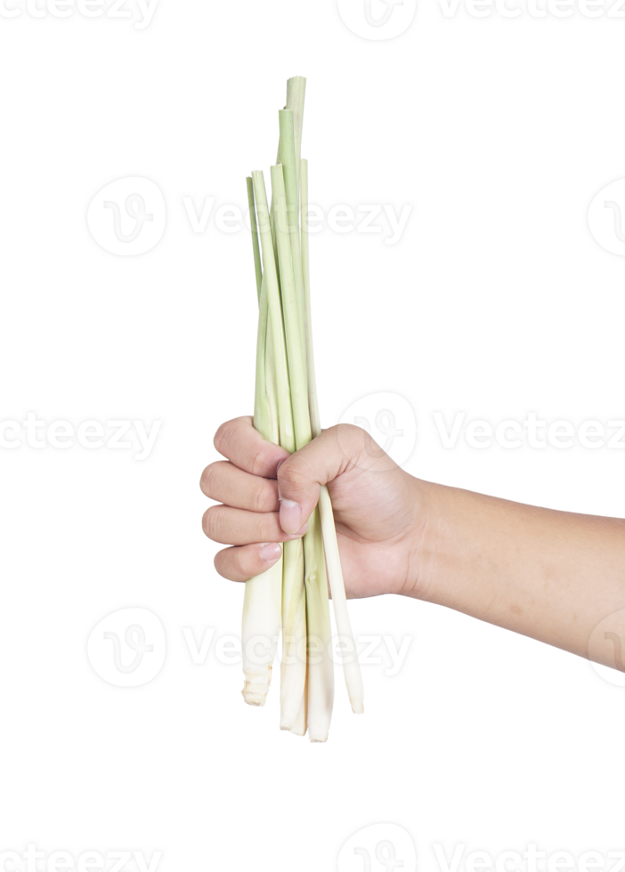 Hand Holding Bottom Part of Whole Lemongrass on Transparent Background png