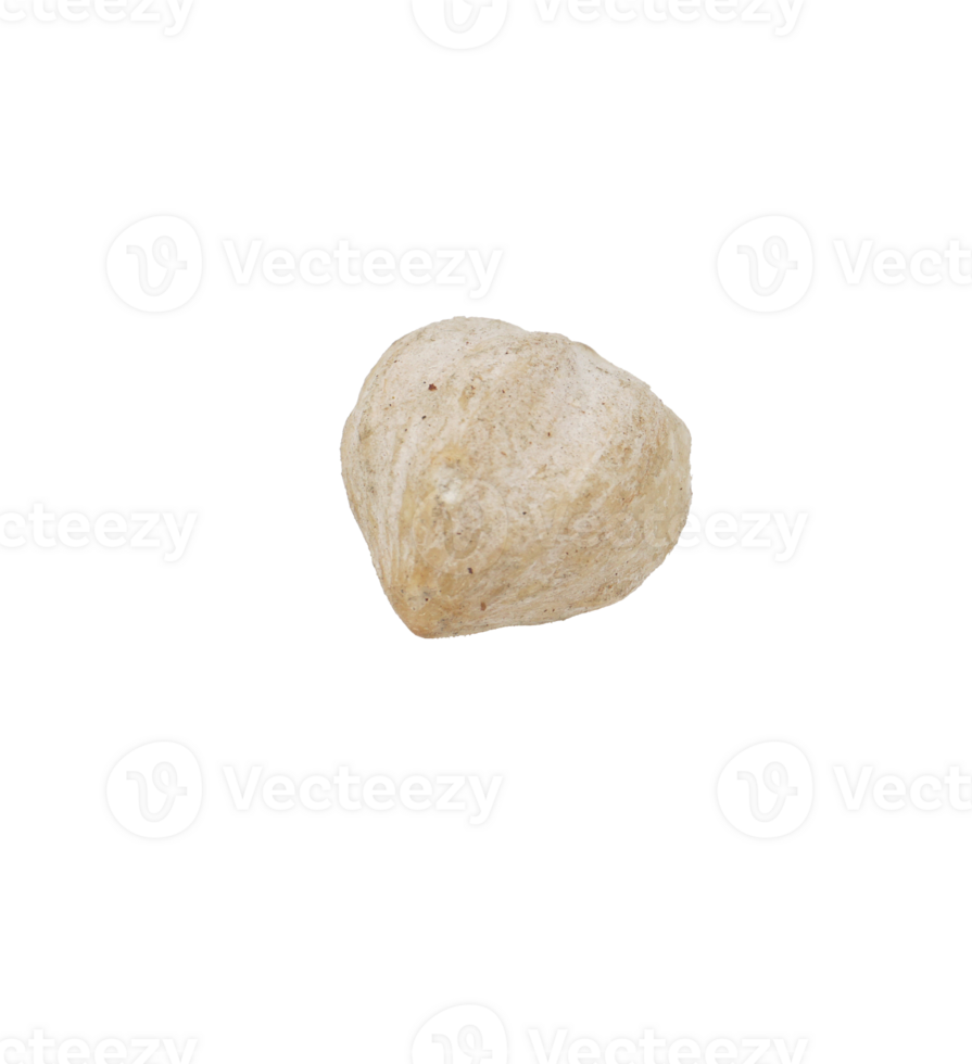 Single Candlenut Spice on Transparent Background png