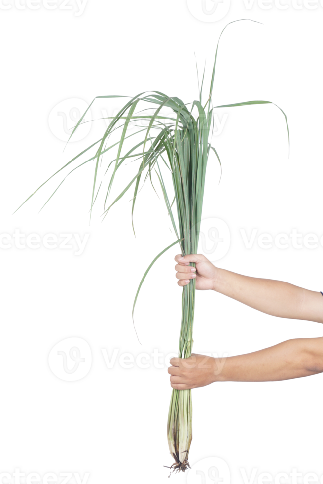 Hand Holding Raw Lemongrass Spice on Transparent Background png