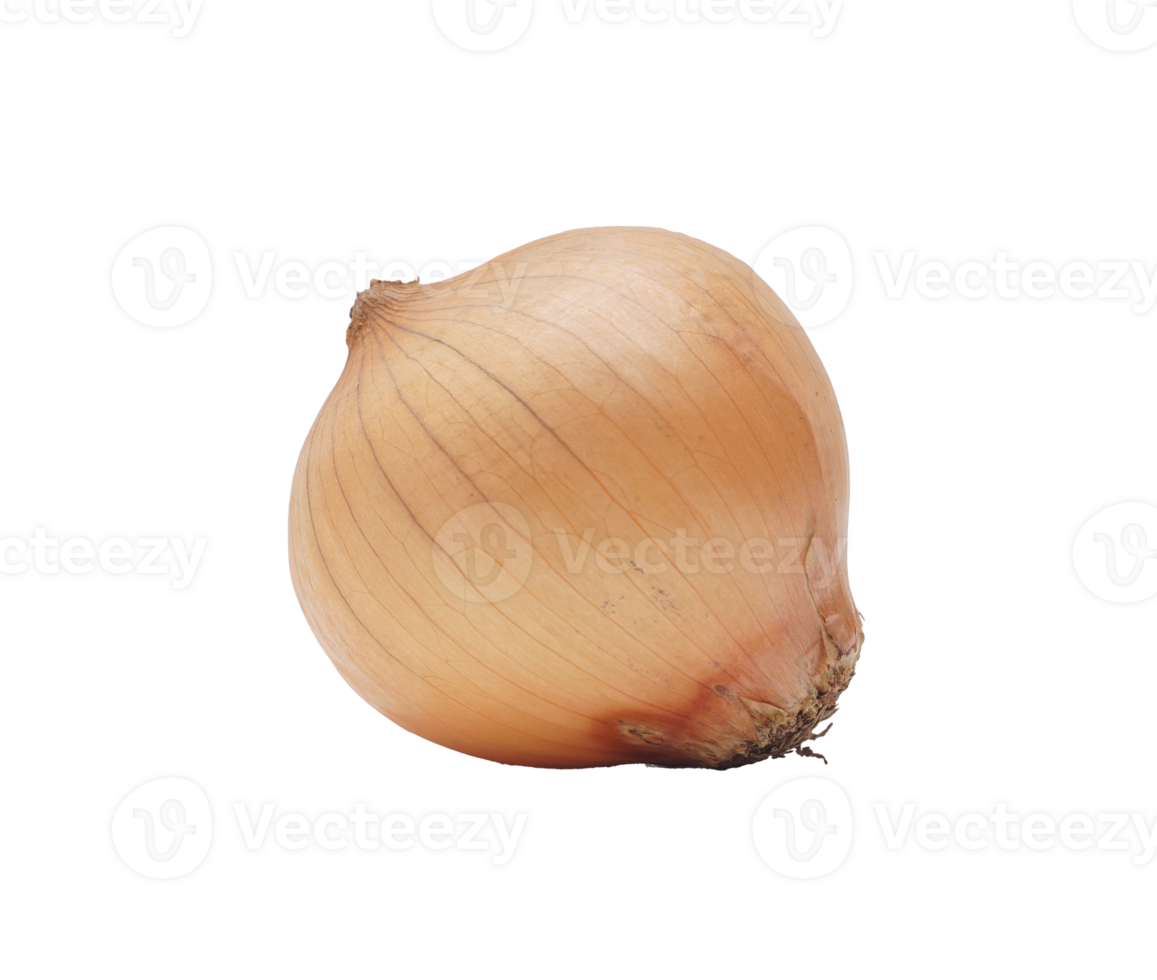 Single Onion on Transparent Background png