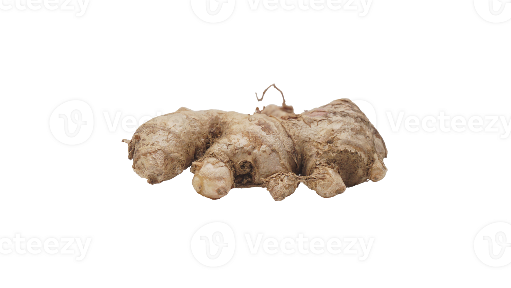 Ginger on Transparent Background png