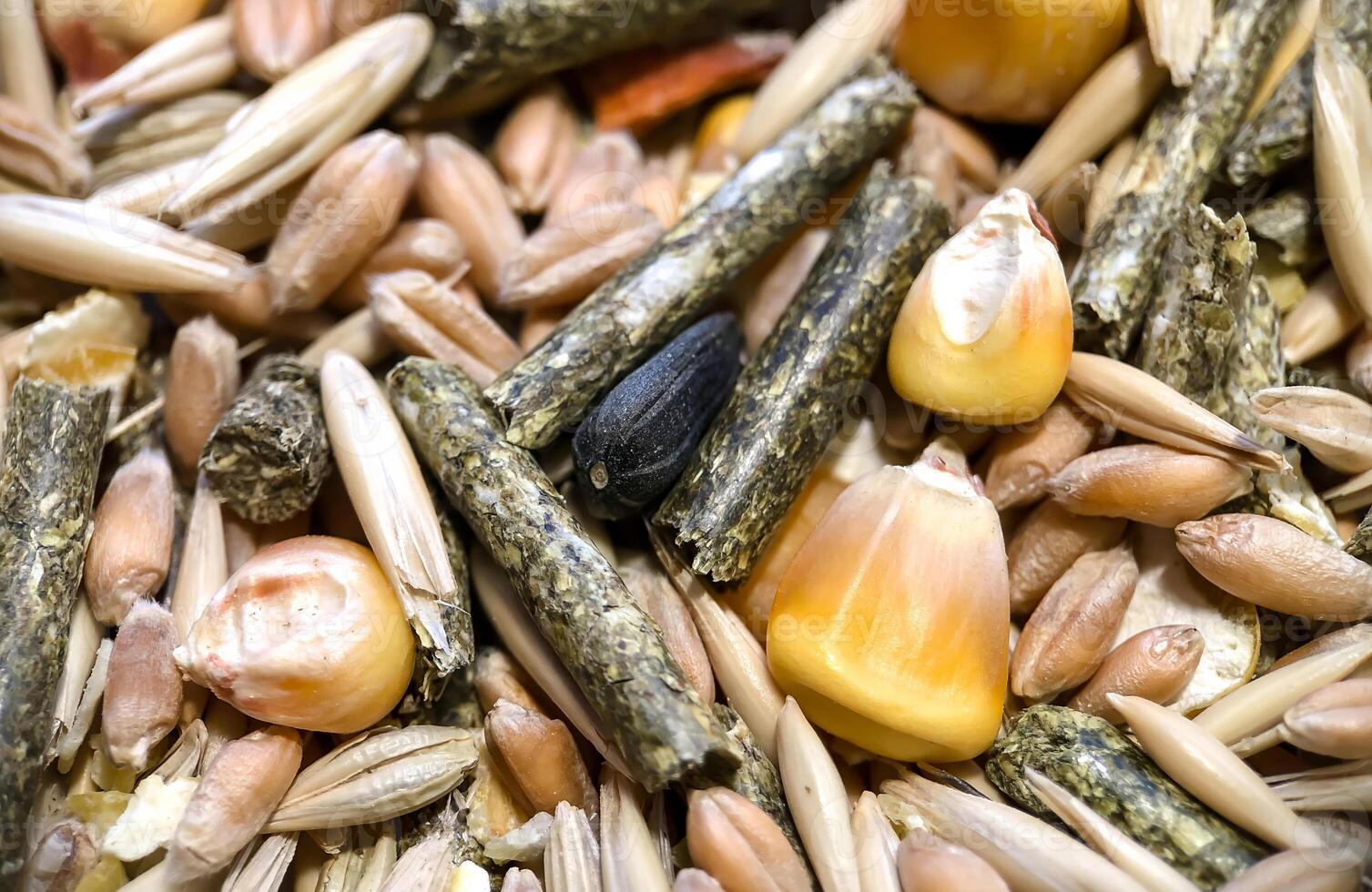 The texture of food for rodents from oats, grass pellets, animal feed, corn, wheat. photo